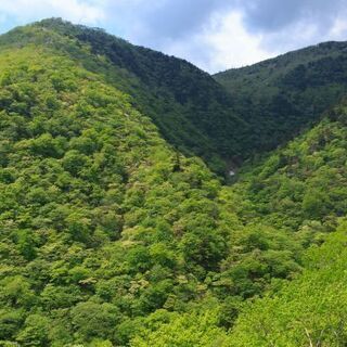 🍓 持ち山を⛰️ まとめて買い受けます。　　
