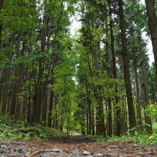 🌷 山林🌲買い受けます。  