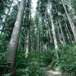 🌼 売りたい山林　🌲 買い受けます🙇。
