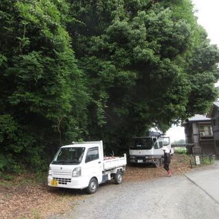 高木の枝落としのアルバイト募集