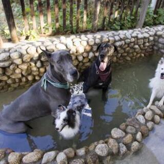 ペットと泊まれるログコテージの宿の画像