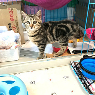 アメショMIX風〜❣️困り顔が可愛い❣️お姫様^ ^LiLiちゃ...