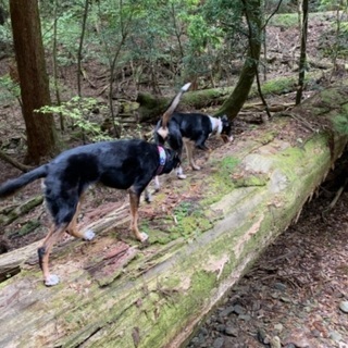 犬とトレッキング