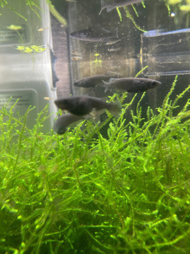 オロチメダカ卵15個＋＠＋水草　稚魚販売有り〼