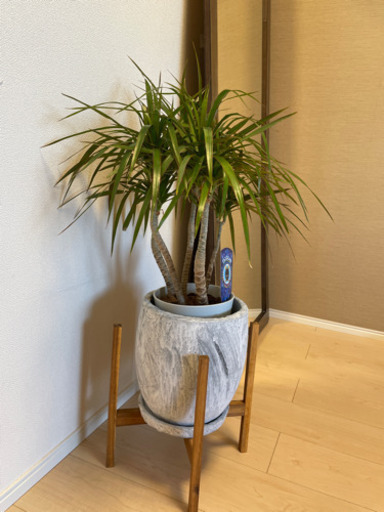 観葉植物　コンシンネ