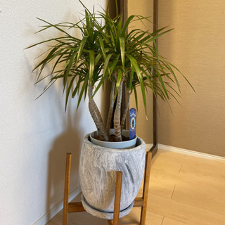 観葉植物　コンシンネの画像