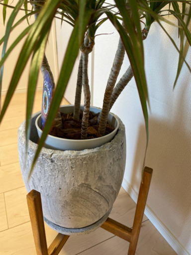 観葉植物　コンシンネ