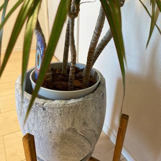 観葉植物　コンシンネの画像