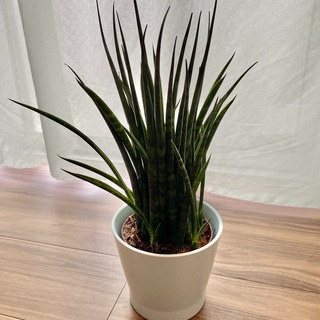 元気なサンスベリア🌱！