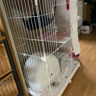 猫ゲージの画像