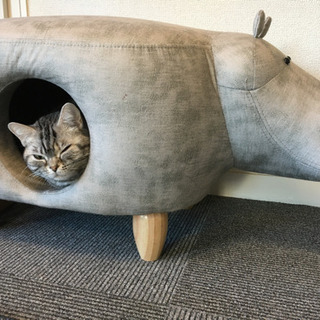 保護猫カフェのお掃除隊♪の画像