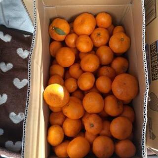 蒲郡みかん🍊　約８kg　残り１箱になりました。