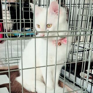 美猫☆彡甘えん坊のふわふわの長毛白猫女の子☆彡生後約８カ月　愛媛...