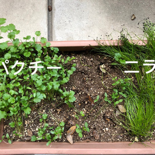 観葉植物と野菜(植木鉢付き)