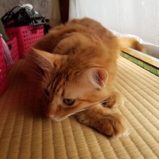 ★里親募集