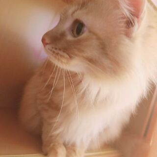 ★里親募集 − 沖縄県