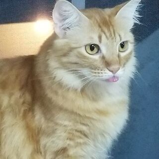 ★里親募集 - 猫