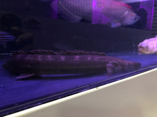 カミハタビキールビキール約40センチ