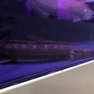 カミハタビキールビキール約40センチ