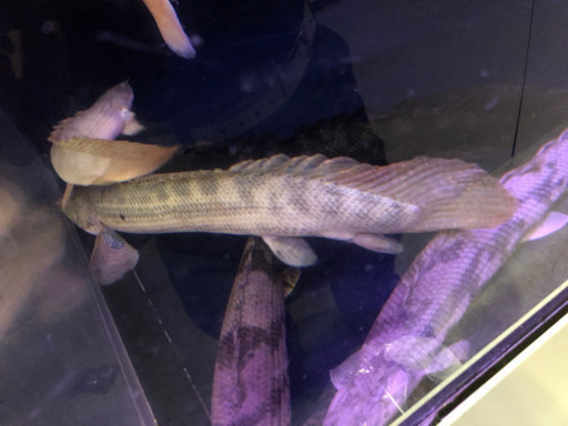 チャド産ビキールビキール