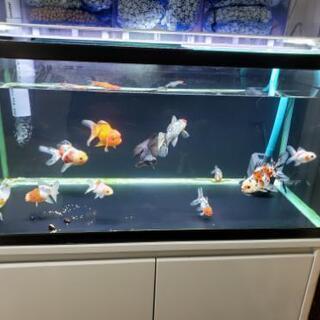 90センチ水槽 引取り待ちの画像