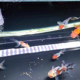 90センチ水槽 引取り待ちの画像