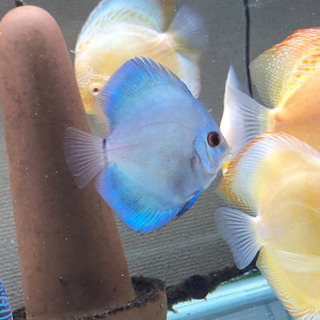 ブルーダイヤモンドディスカス(熱帯魚水槽)