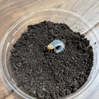 【値下げ】 ギラファノコギリクワガタ フローレス島産 幼虫