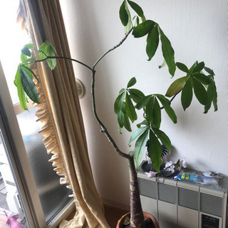 観葉植物　差し上げます