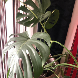 観葉植物　差し上げますの画像