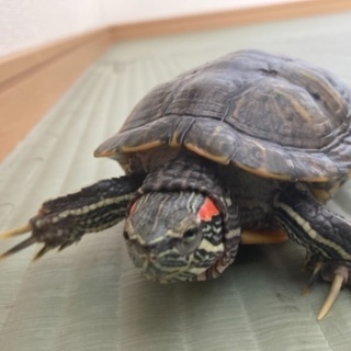 カメ4匹お譲りします^ ^