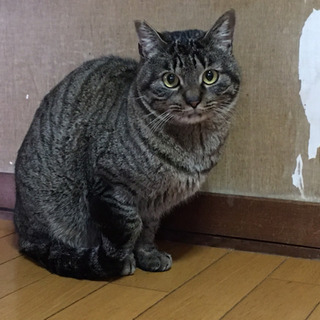 猫ちゃん里親募集♡♡