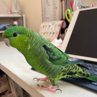 迷い鳥。緑色のサザナミインコ逃げました。探しています。見かけたら...