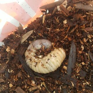 カブト虫の幼虫