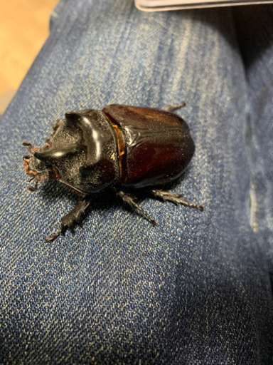 アロエウスミツノサイカブト♂♀♀トリオ