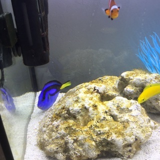 ナンヨウハギ熱帯魚