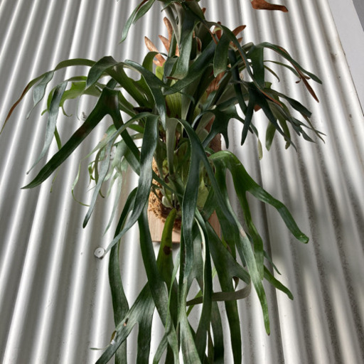 ビカクシダ　ウィリンキー