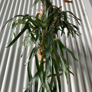 ビカクシダ ウィリンキー