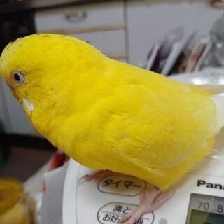 セキセイインコ２羽♂ 3歳里親募集です