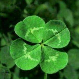 🍀🍀グルチャメンバー🍀🍀