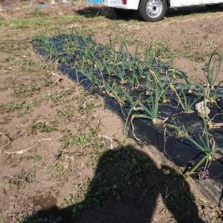 農業仲間募集‼️手ぶらで参加できます。 - メンバー募集