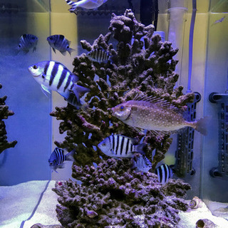 オヤビッチャ・シマスズメダイ　お譲りします　海水魚