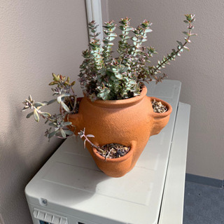 多肉植物