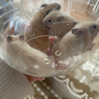 ※変更！キンクマ生後2ヶ月(2匹)＆5ヶ月(2匹)