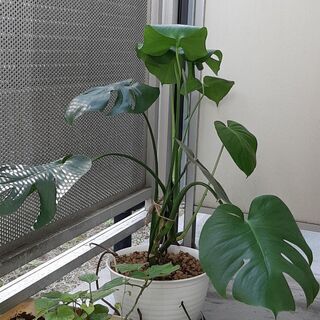 モンステラ