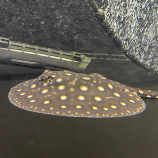 純血ダイヤモンドポルカメス自家産