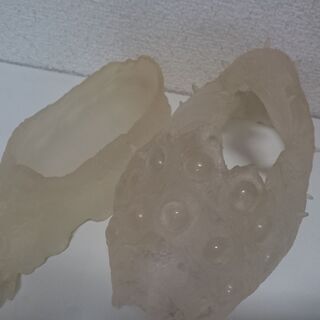 【箱なし】ジブリ　王蟲　風の谷のナウシカ　オウム　抜け殻　オーム　スプラウト栽培の画像