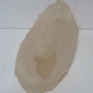 【箱なし】ジブリ　王蟲　風の谷のナウシカ　オウム　抜け殻　オーム　スプラウト栽培の画像