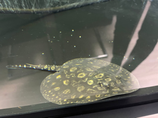 淡水エイ/ハイブリッド　モトロ、ポルカ18cm♂オス