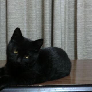 黒猫の子猫1匹　里親さんを探しています